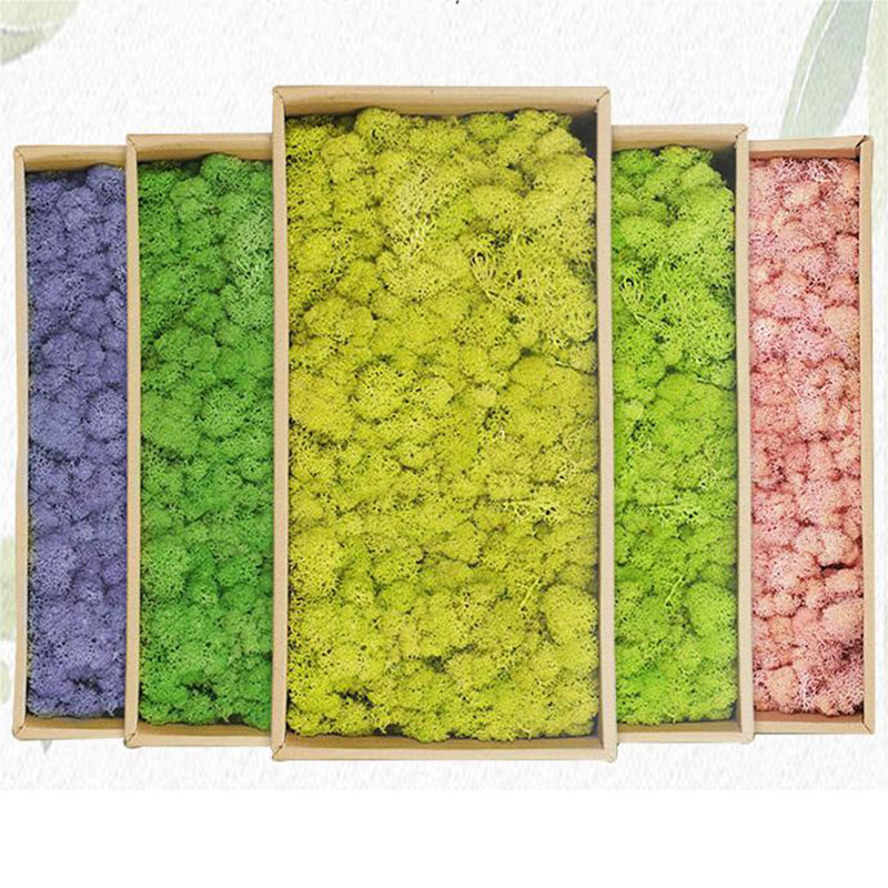 Sphagnum Moss Dry - Plantes Vertes Artificielles, Mousse de Vie
